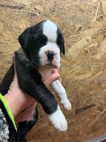 Cuccioli boxer cercano casa | Foto 2