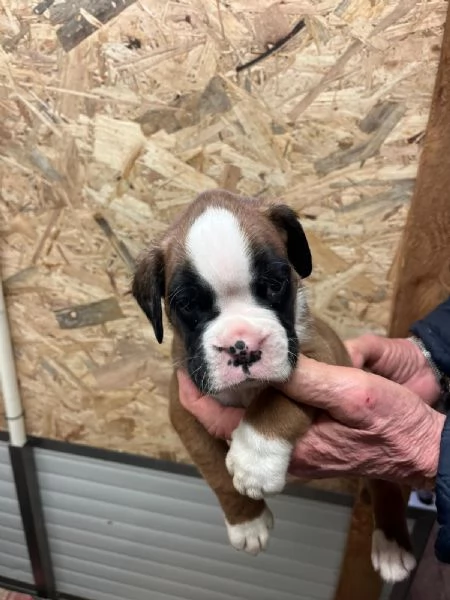 Cuccioli boxer cercano casa | Foto 1