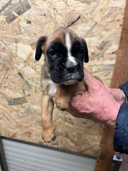 Cuccioli boxer cercano casa | Foto 0