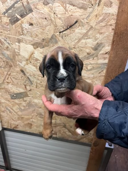 Cuccioli boxer cercano casa