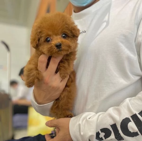 Adorabili cuccioli di barboncino in cerca di una casa per sempre