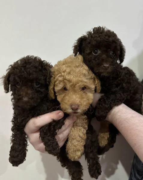 cuccioli di barboncino maschio e femmina | Foto 2