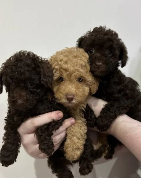 cuccioli di barboncino maschio e femmina | Foto 1