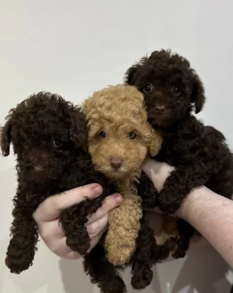 cuccioli di barboncino maschio e femmina | Foto 0