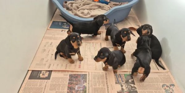 regala i nostri cuccioli di bassotto maschio e femmina | Foto 2