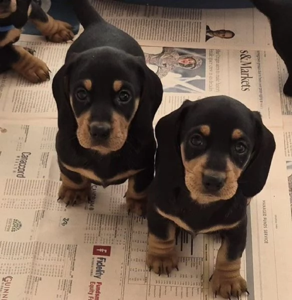 regala i nostri cuccioli di bassotto maschio e femmina | Foto 0