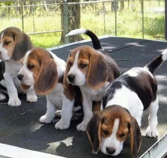 regala i nostri cuccioli di beagle maschi e femmine | Foto 2