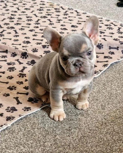 regala i nostri cuccioli di bulldog francese maschio e femmina