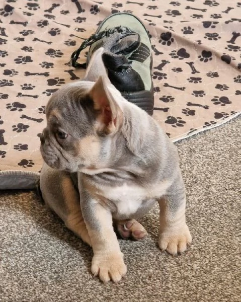 regala i nostri cuccioli di bulldog francese maschio e femmina | Foto 1