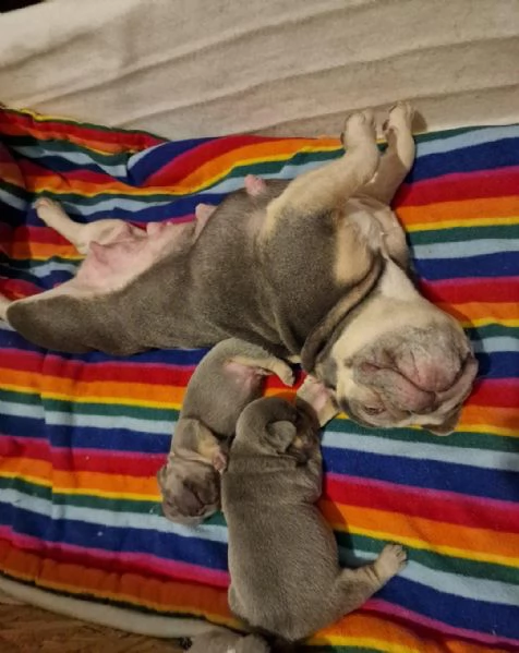 regala i nostri cuccioli di bulldog francese maschio e femmina | Foto 0