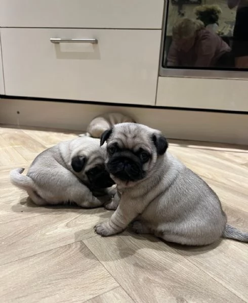 regala i nostri cuccioli di carlino maschio e femmina | Foto 1