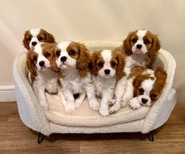 regala i nostri cuccioli di Cavalier King maschi e femmine | Foto 2