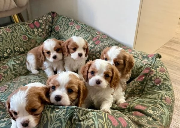 regala i nostri cuccioli di Cavalier King maschi e femmine | Foto 1