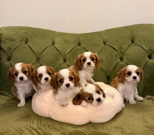 regala i nostri cuccioli di Cavalier King maschi e femmine