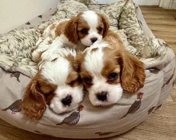 regala i nostri cuccioli di Cavalier King maschi e femmine | Foto 0