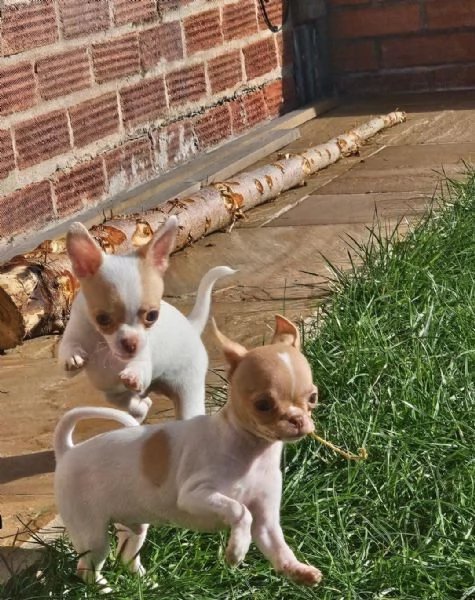 regala i nostri cuccioli di Chihuahua maschi e femmine