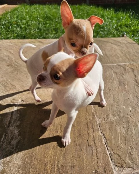 regala i nostri cuccioli di Chihuahua maschi e femmine | Foto 0