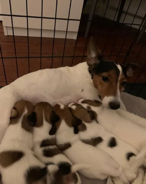 Regaliamo i nostri cuccioli di Jack Russel maschio e femmina | Foto 2