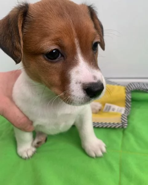 Regaliamo i nostri cuccioli di Jack Russel maschio e femmina | Foto 1