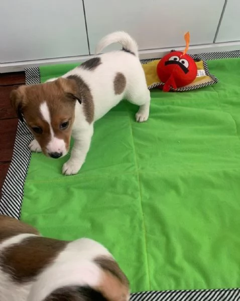 Regaliamo i nostri cuccioli di Jack Russel maschio e femmina | Foto 0