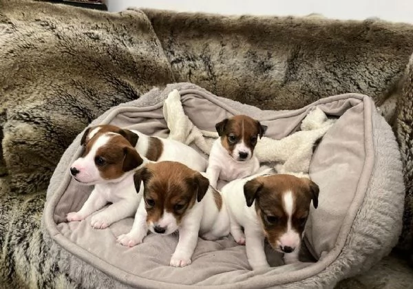 Regaliamo i nostri cuccioli di Jack Russel maschio e femmina