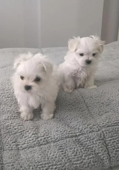 Regaliamo i nostri cuccioli di maltese maschio e femmina | Foto 2