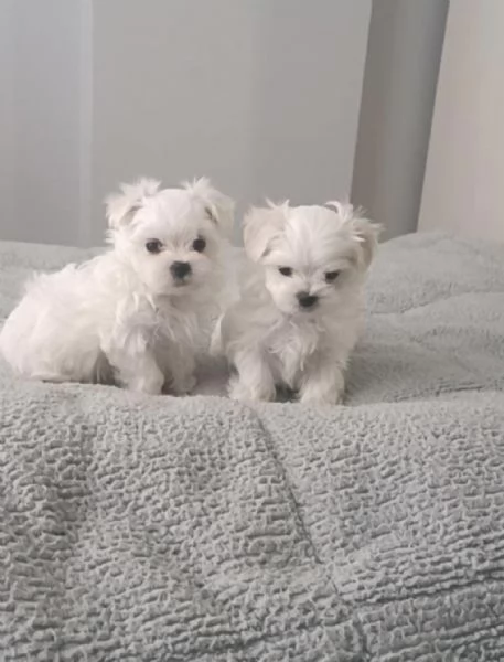 Regaliamo i nostri cuccioli di maltese maschio e femmina | Foto 1