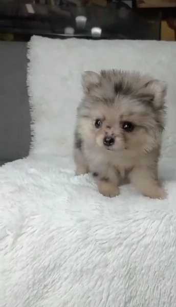 Regaliamo i nostri cuccioli di Pomerania maschi e femmine