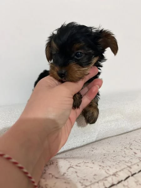 cuccioli di Yorkshire maschi e femmine | Foto 0