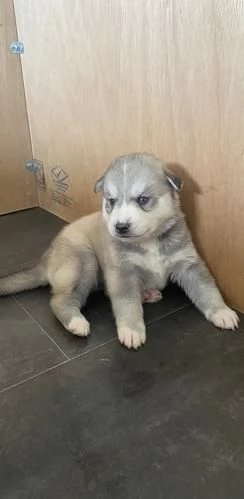 Regaliamo i nostri cuccioli di Husky maschi e femmine | Foto 0