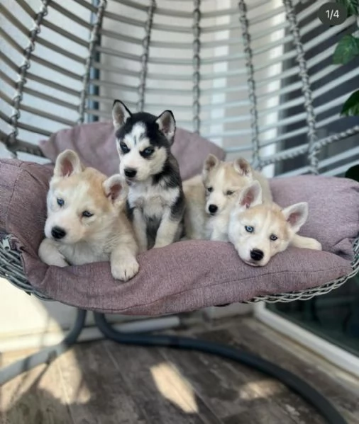 Regaliamo i nostri cuccioli di Husky maschi e femmine