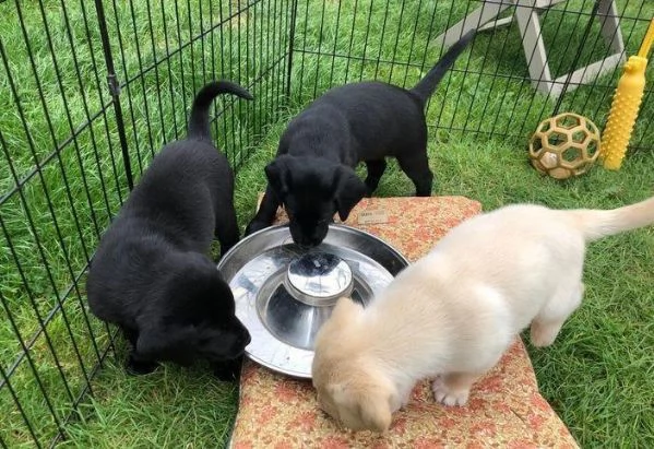 regalare i nostri cuccioli di Labrador maschio e femmina | Foto 2