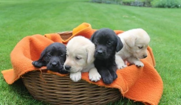 regalare i nostri cuccioli di Labrador maschio e femmina | Foto 1