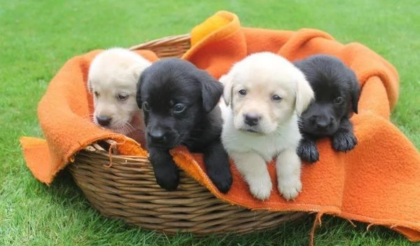 regalare i nostri cuccioli di Labrador maschio e femmina | Foto 0