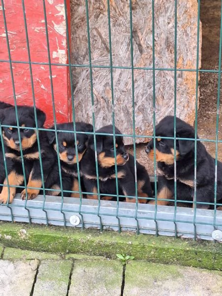 Vendita cuccioli di rottweiler