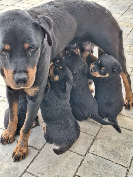 Vendita cuccioli di rottweiler | Foto 4