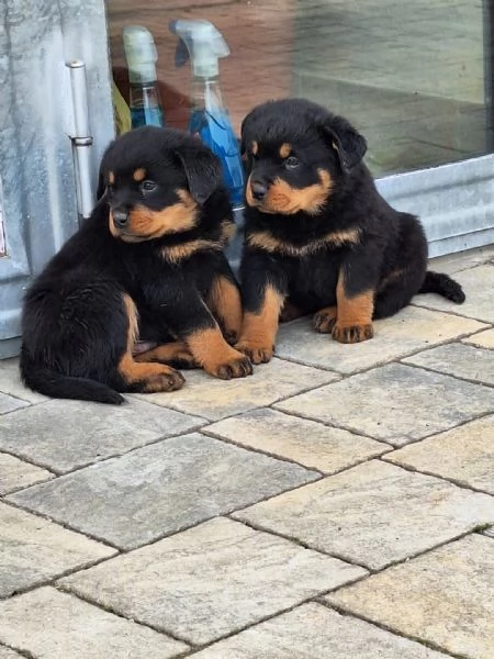 Vendita cuccioli di rottweiler | Foto 3