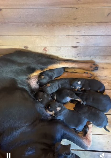 Vendita cuccioli di rottweiler | Foto 2