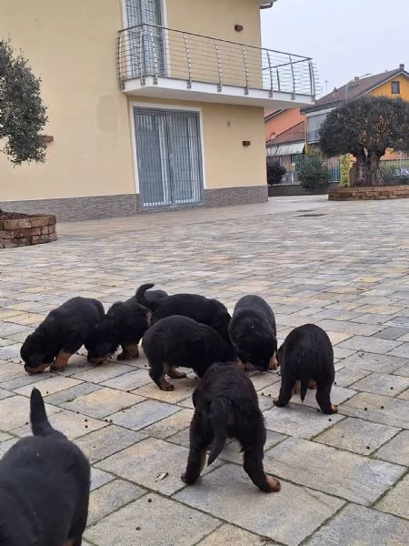 Vendita cuccioli di rottweiler | Foto 0