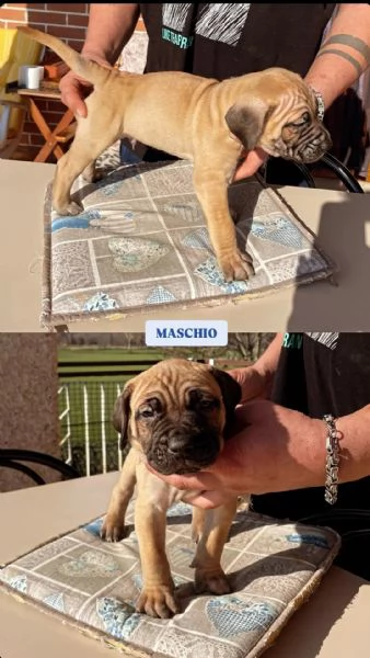 Cuccioli Presa Canario a Cuneo 