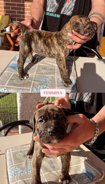 Cuccioli Presa Canario a Cuneo  | Foto 1