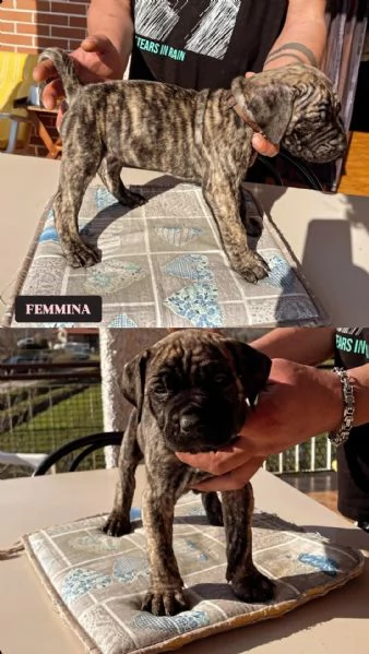 Cuccioli Presa Canario a Cuneo  | Foto 0