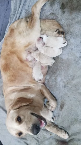 Golden Retriever 8 mesi