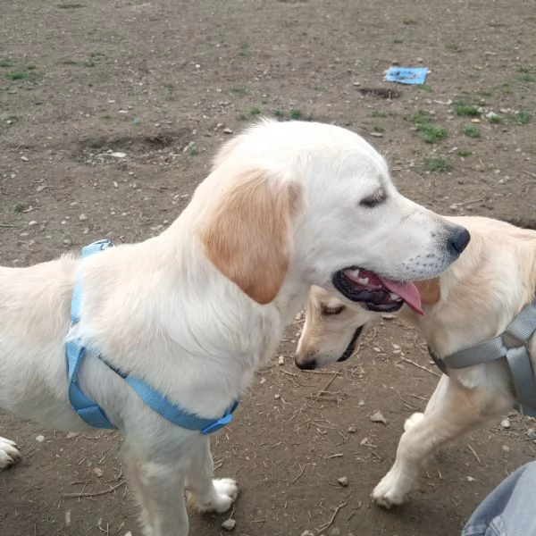 Golden Retriever 8 mesi | Foto 6