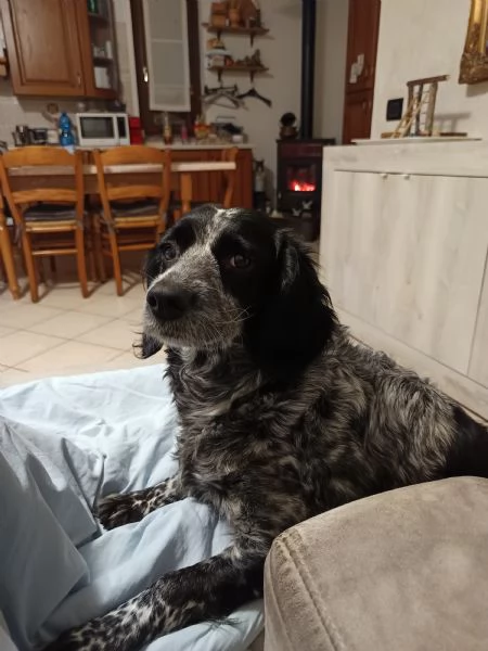 Regalo cagnolina 4 anni incrocio breton