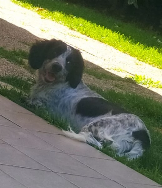 Regalo cagnolina 4 anni incrocio breton | Foto 1