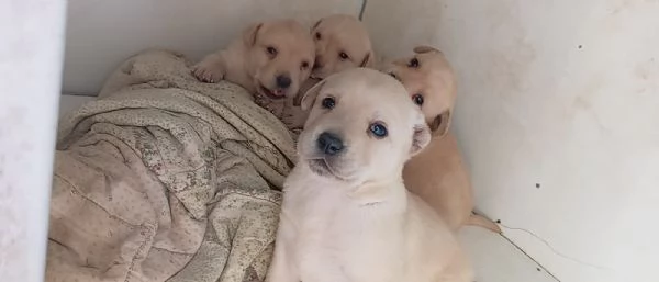 Cuccioli di labrador 