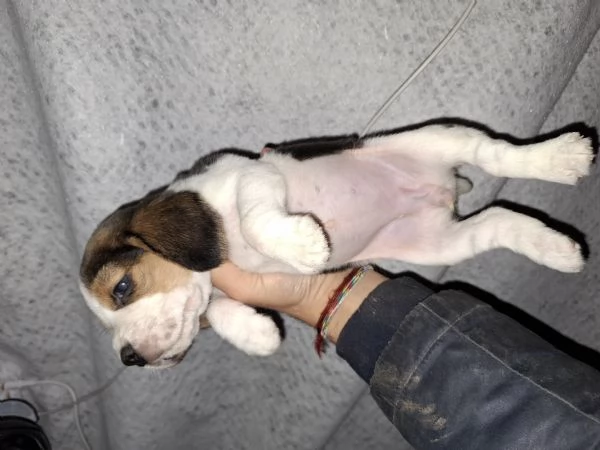 Splendidi Beagle cuccioli