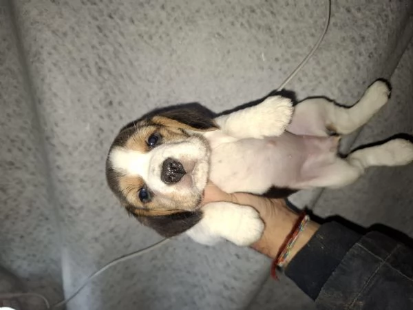 Splendidi Beagle cuccioli | Foto 2