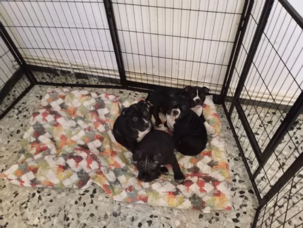 vendita di cuccioli razza Amstaff | Foto 0